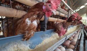 TEKS: Singapura impor ayam hidup dari Indonesia.(Foto:Ist)