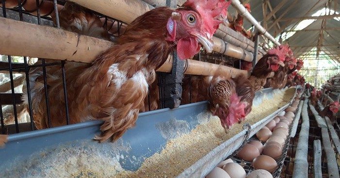 TEKS: Singapura impor ayam hidup dari Indonesia.(Foto:Ist)