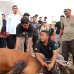 Wali Kota Medan Bobby Nasution dan keluarga berkurban dua ekor sapi dalam penyembelihan kurban yang diselenggarakan Rumah Kolaborasi di Jalan H Jamil Lubis, Kecamatan Medan Tembung, Kamis (29/06/2023).(Foto:www.informasiterpercaya.com)