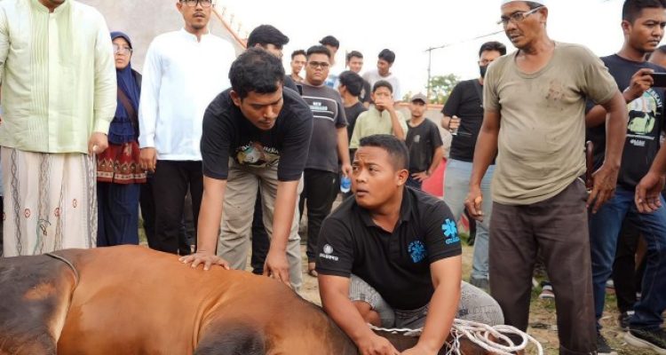 Wali Kota Medan Bobby Nasution dan keluarga berkurban dua ekor sapi dalam penyembelihan kurban yang diselenggarakan Rumah Kolaborasi di Jalan H Jamil Lubis, Kecamatan Medan Tembung, Kamis (29/06/2023).(Foto:www.informasiterpercaya.com)