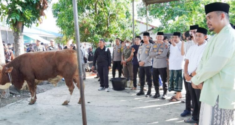 Pemko Medan menyembelih 104 ekor hewan kurban dalam merayakan Hari Raya Idul adha 1444 H, Kamis (29/06/2023).(Foto:www.informasiterpercaya.com)