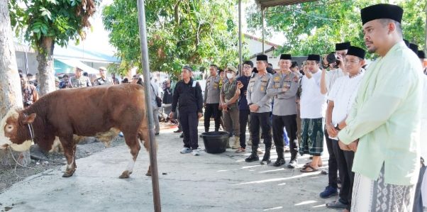 Pemko Medan menyembelih 104 ekor hewan kurban dalam merayakan Hari Raya Idul adha 1444 H, Kamis (29/06/2023).(Foto:www.informasiterpercaya.com)