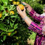 Ketua TP PKK Sumut Nawal Lubis memanen jeruk di Kecamatan Peranginan dan Bawang Merah di Kecamatan Bakti Raja, Kabupaten Humbang Hasundutan, Selasa (13/6/2023).(Foto:www.informasiterpercaya.com)