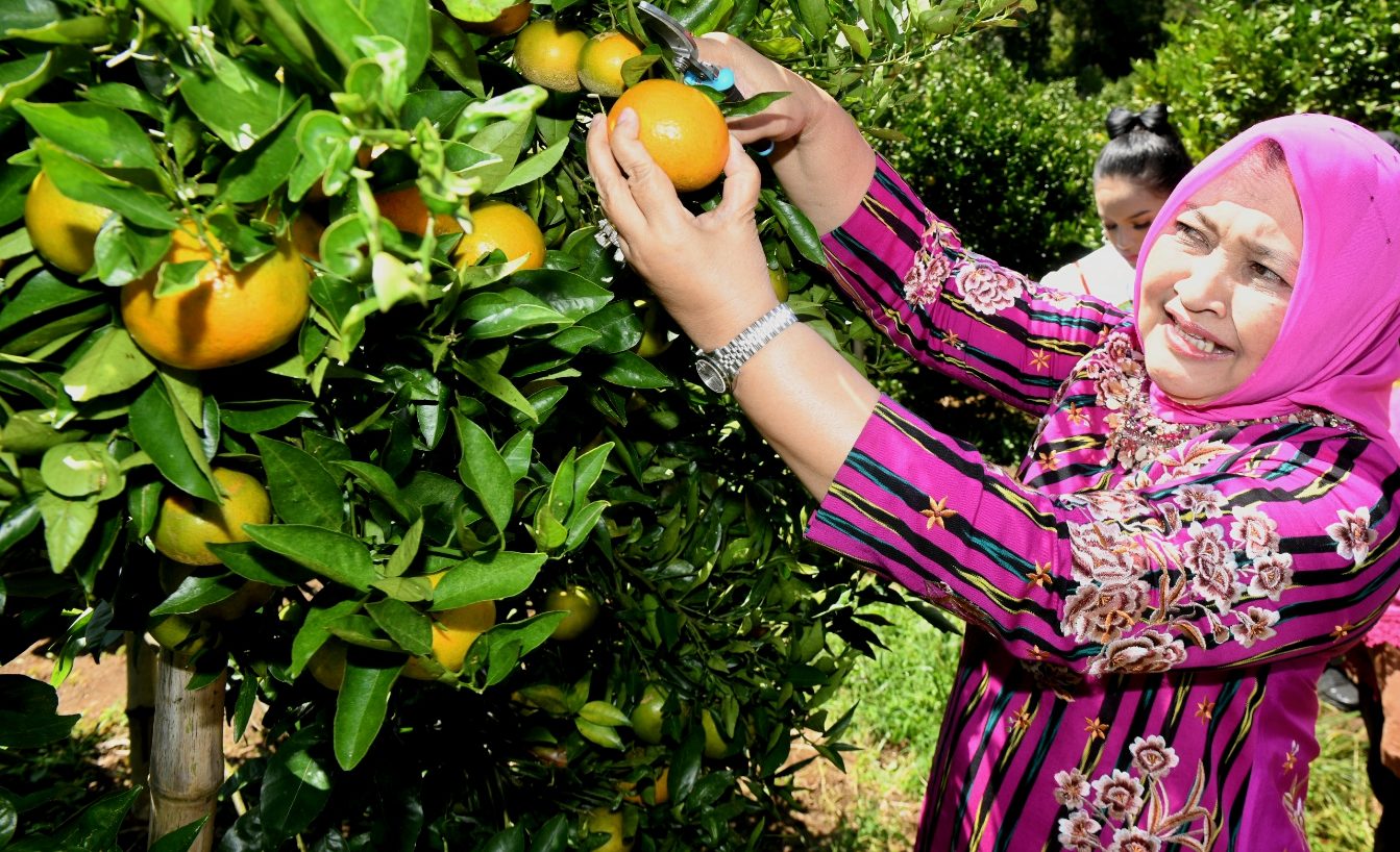 Ketua TP PKK Sumut Nawal Lubis memanen jeruk di Kecamatan Peranginan dan Bawang Merah di Kecamatan Bakti Raja, Kabupaten Humbang Hasundutan, Selasa (13/6/2023).(Foto:www.informasiterpercaya.com)