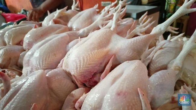 DAGING AYAM